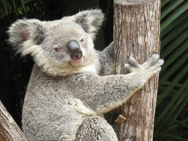 Koala by marragem