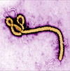 ebola